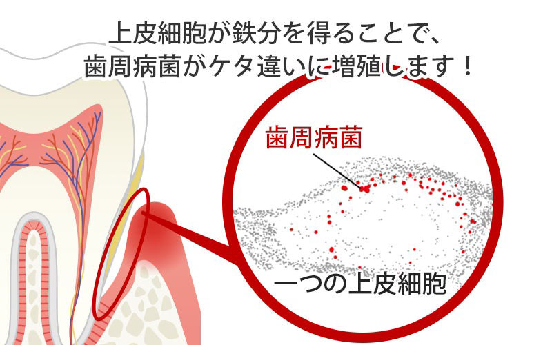 残存した歯周病菌は血液中の鉄分により桁違いに増殖