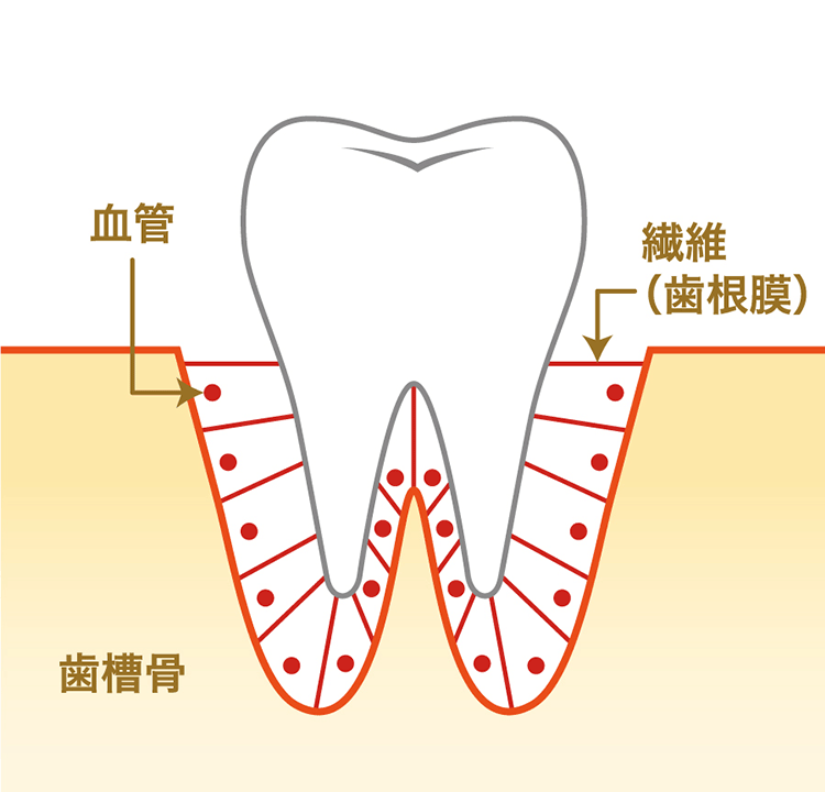 歯肉内の歯槽骨と歯根膜